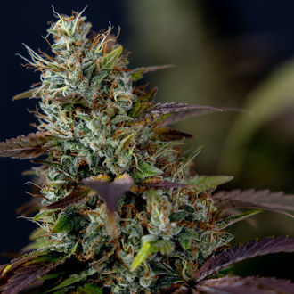 Sticky Broccoli (Zamnesia Seeds) féminisée