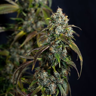 Sticky Broccoli (Zamnesia Seeds) féminisée