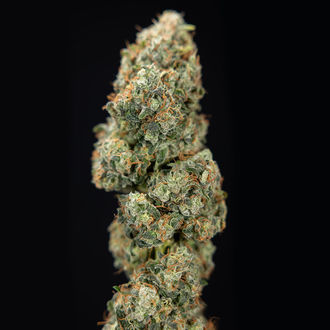 Sticky Broccoli (Zamnesia Seeds) féminisée