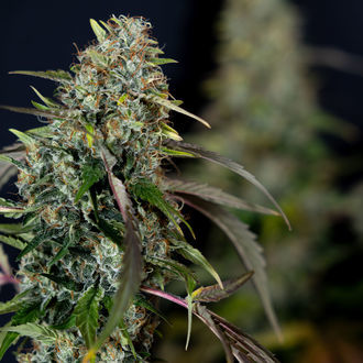 Sticky Broccoli (Zamnesia Seeds) féminisée