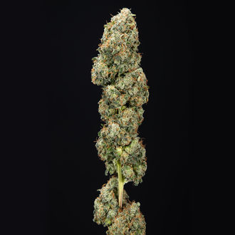 Sticky Broccoli (Zamnesia Seeds) féminisée