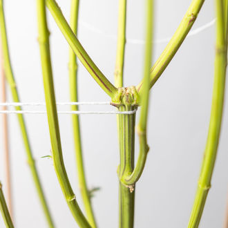 Sticky Broccoli (Zamnesia Seeds) féminisée