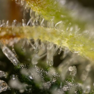 Sticky Broccoli (Zamnesia Seeds) féminisée