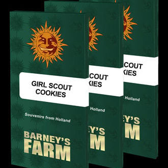 Girl Scout Cookies (Barney’s Farm) féminisée