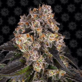 Girl Scout Cookies (Barney’s Farm) féminisée