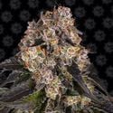 Girl Scout Cookies (Barney’s Farm) féminisée