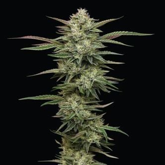 Blueberry Cupcake (Humboldt Seed Company) féminisée