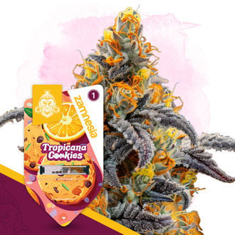 Tropicana Cookies (Zamnesia Seeds) féminisée