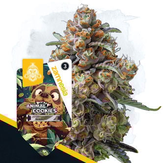 Animal Cookies (Zamnesia Seeds) féminisée