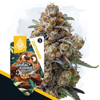 Animal Cookies (Zamnesia Seeds) féminisée
