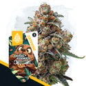 Animal Cookies (Zamnesia Seeds) féminisée