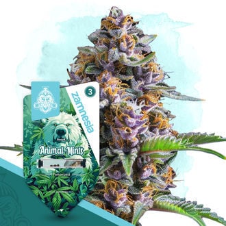 Animal Mints (Zamnesia Seeds) féminisée