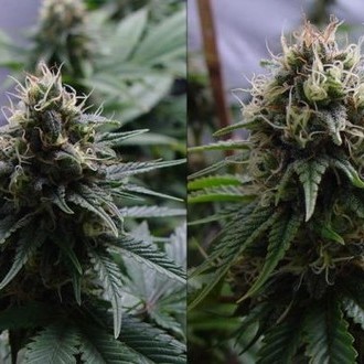 Yummy (Resin Seeds) féminisée