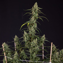 Fruit Punch Auto (Zamnesia Seeds) féminisée