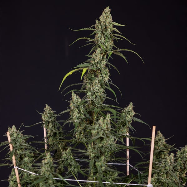 Fruit Punch Auto (Zamnesia Seeds) féminisée