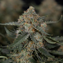 Fruit Punch Auto (Zamnesia Seeds) féminisée