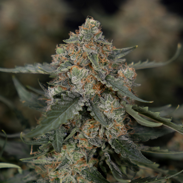 Fruit Punch Auto (Zamnesia Seeds) féminisée