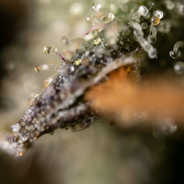 Fruit Punch Auto (Zamnesia Seeds) féminisée