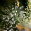 Fruit Punch Auto (Zamnesia Seeds) féminisée