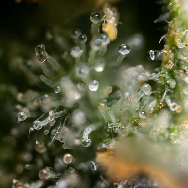 Fruit Punch Auto (Zamnesia Seeds) féminisée