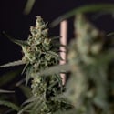 Fruit Punch Auto (Zamnesia Seeds) féminisée