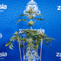 Tangerine Dream (Zamnesia Seeds) féminisée