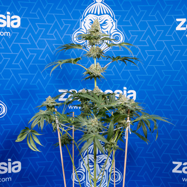 Tangerine Dream (Zamnesia Seeds) féminisée