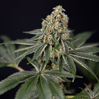 Tangerine Dream (Zamnesia Seeds) féminisée