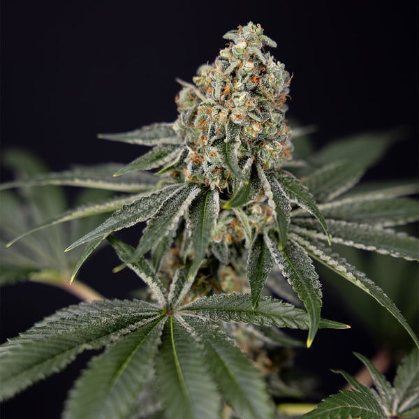 Tangerine Dream (Zamnesia Seeds) féminisée
