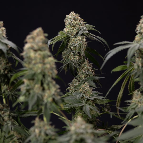 Tangerine Dream (Zamnesia Seeds) féminisée