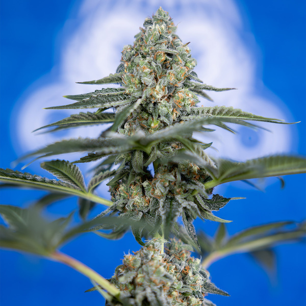 Tangerine Dream (Zamnesia Seeds) féminisée