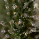 Tangerine Dream (Zamnesia Seeds) féminisée