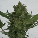 Critical Haze (Resin Seeds) féminisée