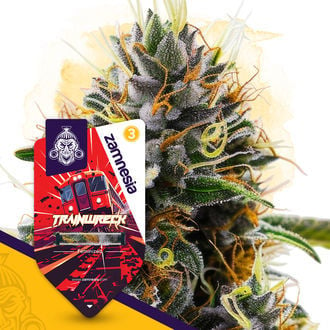 Trainwreck (Zamnesia Seeds) féminisée