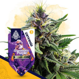 Granddaddy Purple (Zamnesia Seeds) féminisée