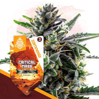 Critical Mass Automatic (Zamnesia Seeds) féminisée