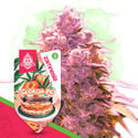 Georgia Pie (Zamnesia Seeds) féminisée