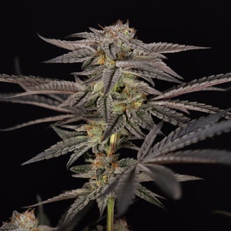 Georgia Pie (Zamnesia Seeds) féminisée
