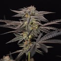 Georgia Pie (Zamnesia Seeds) féminisée