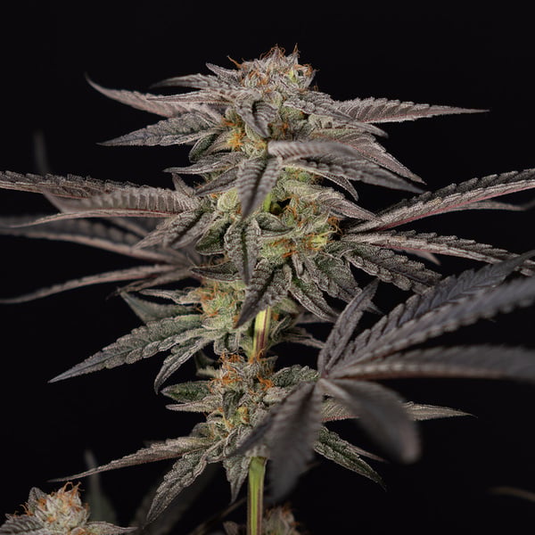 Georgia Pie (Zamnesia Seeds) féminisée