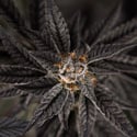 Georgia Pie (Zamnesia Seeds) féminisée