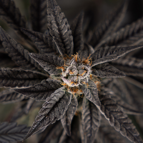 Georgia Pie (Zamnesia Seeds) féminisée