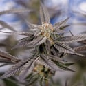 Georgia Pie (Zamnesia Seeds) féminisée
