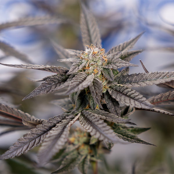 Georgia Pie (Zamnesia Seeds) féminisée
