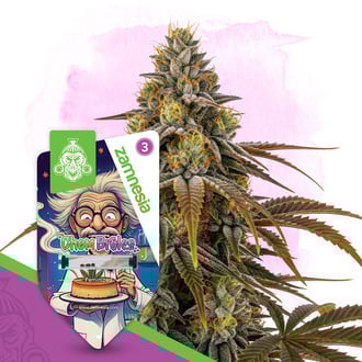 Chem Brulee (Zamnesia Seeds) féminisée