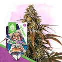 Chem Brulee (Zamnesia Seeds) féminisée