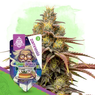 Chem Brulee Auto (Zamnesia Seeds) féminisée