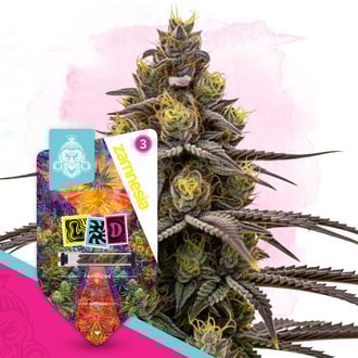 LSD (Zamnesia Seeds) féminisée
