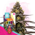 LSD (Zamnesia Seeds) féminisée