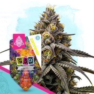 LSD Auto (Zamnesia Seeds) féminisée